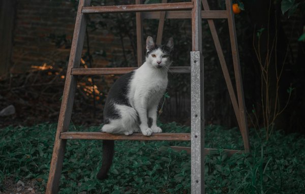 Récit de résilience : Vaincre la leptospirose en Guyane